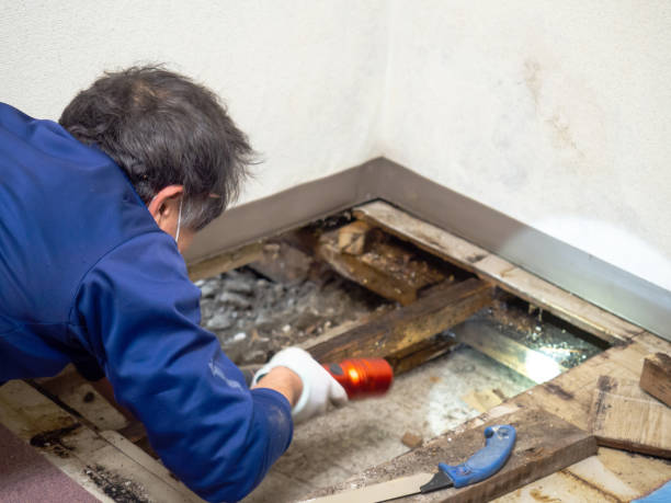 Best Affordable Mold Removal  in Minorca, LA