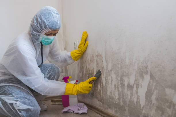 Mold Testing and Removal in Minorca, LA