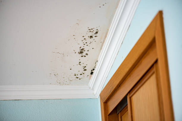 Best Commercial Mold Removal  in Minorca, LA