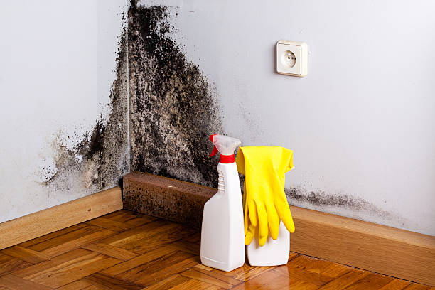 Best Crawl Space Mold Removal  in Minorca, LA
