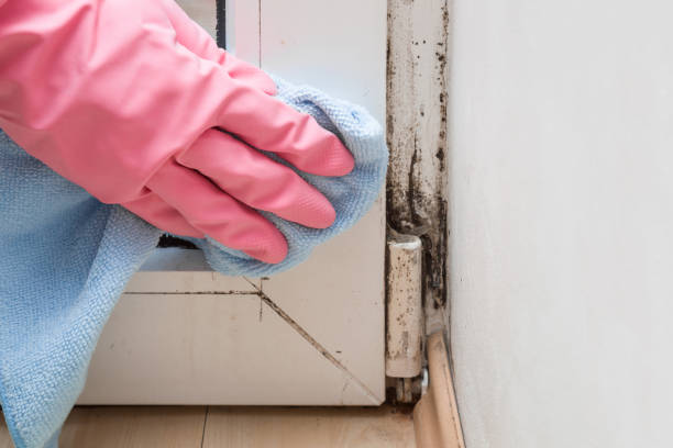 Best Office Mold Removal Services  in Minorca, LA