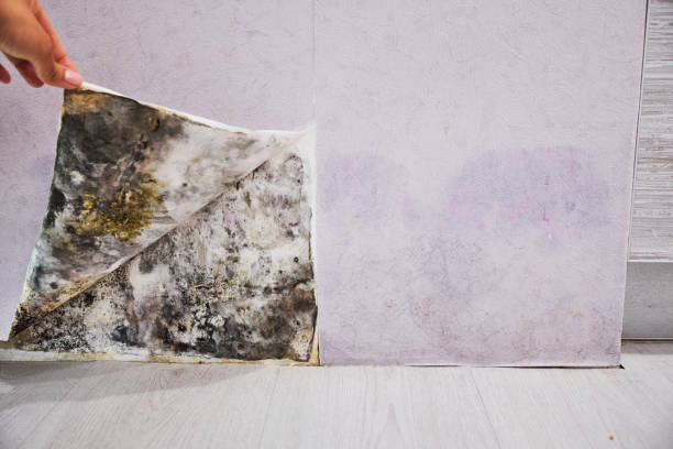 Best Toxic Mold Removal  in Minorca, LA